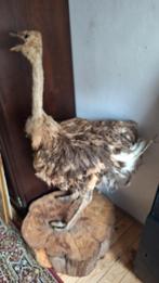 Opgezette struisvogel, Ophalen, Gebruikt, Vogel, Opgezet dier
