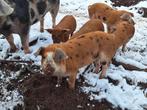 Biggen Bonte Bentheimer x Duroc, Dieren en Toebehoren, Schapen, Geiten en Varkens, Meerdere dieren, Varken, 0 tot 2 jaar