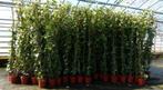 Klimop Hedera - 2 meter, Ophalen of Verzenden, Bloeit niet, Klimplanten, Halfschaduw