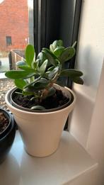 Vet plant met pot €10, Ophalen of Verzenden, Halfschaduw, Minder dan 100 cm