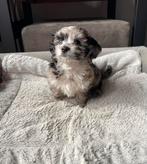 Maltipoo pups f1 prachtige lieve pups, Dieren en Toebehoren, Honden | Chihuahua's en Gezelschapshonden, Overige rassen, 8 tot 15 weken