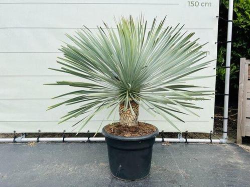 Palmboom - Yucca Rostrata - Stamhoogte 20-30 cm, Tuin en Terras, Planten | Bomen, Palmboom, 100 tot 250 cm, Volle zon, Zomer, In pot