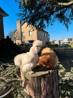 USA zijdehoenders, Dieren en Toebehoren, Pluimvee, Meerdere dieren, Kip