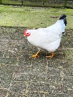Te koop 2 witte kippen, Dieren en Toebehoren, Pluimvee, Vrouwelijk, Kip