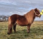 Een knappe 2 jarige Shetlander merrie met stamboekpapier, Merrie, A pony (tot 1.17m), Gechipt, 0 tot 2 jaar