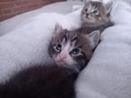 Noorse boskat 2 katertjes, Kater, Langharig, 0 tot 2 jaar