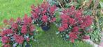 Hele mooie skimmia De laatste paar!!! 10€ per stuk, Ophalen, Overige soorten, Minder dan 100 cm