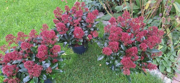 Hele mooie skimmia De laatste paar!!! 10€ per stuk, Tuin en Terras, Planten | Struiken en Hagen, Overige soorten, Minder dan 100 cm