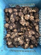 Gratis aardperen., Ophalen of Verzenden, Volle zon