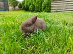 Jonge bruine kleurdwerg voedster, Dieren en Toebehoren, Konijnen, Vrouwelijk, Dwerg, 0 tot 2 jaar
