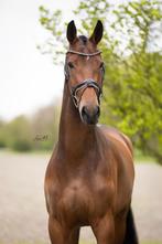 Knappe brave 4-jarige Daily Diamond Dressuurmerrie PROK/DOC, Dieren en Toebehoren, Paarden, Merrie, 175 cm of meer, Gechipt, Dressuurpaard