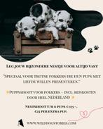 Professionele pups/nestshoot voor fokkers & baasjes, Dieren en Toebehoren, Rabiës (hondsdolheid), Overige rassen, 8 tot 15 weken