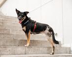 Michelle, een bijzondere hond, zoekt een thuis, Dieren en Toebehoren, Honden | Niet-rashonden, 6 jaar of ouder, Particulier, Buitenland