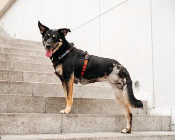  Michelle, een bijzondere hond, zoekt een thuis beschikbaar voor biedingen