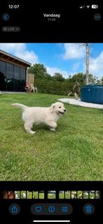 Labradoodle x golden retriever pups reutjes mogen verhuizen, Dieren en Toebehoren, Honden | Retrievers, Spaniëls en Waterhonden