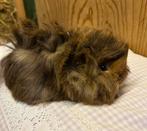 Jong cavia mannetje (Peruvian x borstel), December, Mannelijk, Cavia