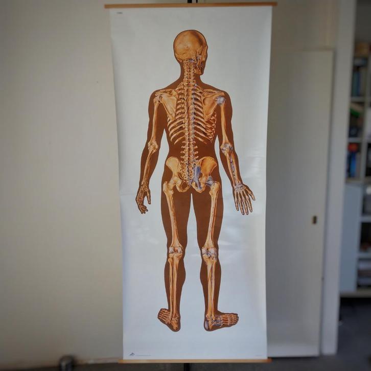 Schoolplaat Beenderenstelsel achterzijde, Antiek en Kunst, Antiek | Schoolplaten, Natuur en Biologie, Ophalen of Verzenden