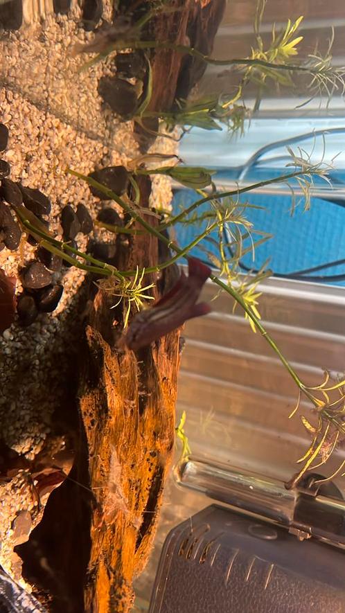 Jonge betta vrouw, Dieren en Toebehoren, Vissen | Aquariumvissen, Vis