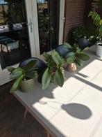 3 orchideeën, Ophalen, Volledige schaduw, Overige soorten, In pot