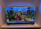 Superfish Home Proled 30L met alles erop, Ophalen, Zo goed als nieuw, Gevuld zoetwateraquarium