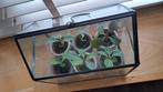 Madagascar Jewel - Euphorbia Leuconeura, Overige soorten, Minder dan 100 cm, Groene kamerplant, Halfschaduw
