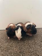 Diverse jonge cavias, Cavia, Juni, Meerdere dieren, Tam