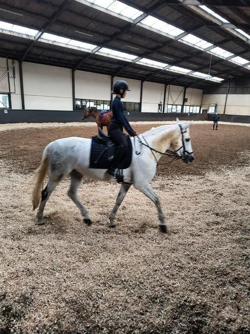 Verzorg pony gezocht, Dieren en Toebehoren, Paarden en Pony's | Verzorgingsproducten, Zo goed als nieuw, Ophalen of Verzenden