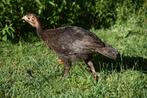Kalkoen kuikens, natuurbroed, Dieren en Toebehoren, Pluimvee, Meerdere dieren, Kalkoen