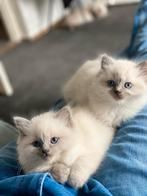 Ragdoll Kittens Beschikbaar! Blue point, Dieren en Toebehoren, Katten en Kittens | Raskatten | Langhaar, Ontwormd, 0 tot 2 jaar
