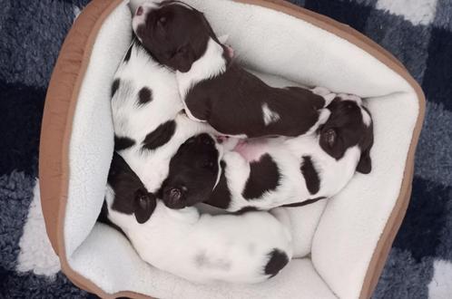 Drentsche Patrijshond puppy's - nog 3 reutjes!, Dieren en Toebehoren, Honden | Setters en Staande honden, Reu, Overige rassen