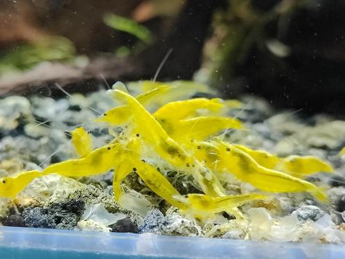 Gele Citroen garnalen met backline te koop, Dieren en Toebehoren, Vissen | Aquariumvissen, Zoetwatervis, Kreeft, Krab of Garnaal