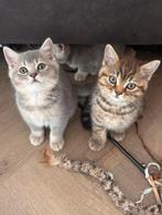 Britse korthaar kittens beschikbaar🐾 Lilac & Golden shaded, Dieren en Toebehoren, Meerdere dieren, Ontwormd, 0 tot 2 jaar