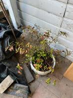 Sierteelt tuinplanten in emmer (verschillenden soorten), Ophalen of Verzenden, Zomer, Overige soorten, Volle zon