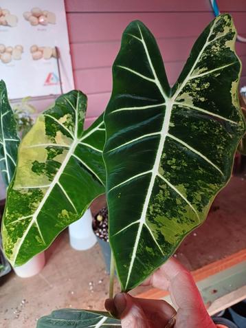 Alocasia Frydek Variegata Knol beschikbaar voor biedingen