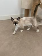 Siamese kittens te koop, Dieren en Toebehoren, Katten en Kittens | Overige Katten, Meerdere dieren, 0 tot 2 jaar