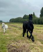 Kleinschalige pensionstalling aan huis., Dieren en Toebehoren, Stalling en Weidegang, Weidegang, 2 of 3 paarden of pony's