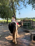 -Gezocht een gezonde jongere D pony voorkeur voor ruin-, Dieren en Toebehoren, Pony's, Ruin