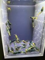 Blue steel garnalen groep/ caridina garnalen, Kreeft, Krab of Garnaal, Zoetwatervis, Schoolvis