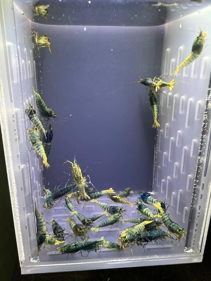 Blue steel garnalen groep/ caridina garnalen, Dieren en Toebehoren, Vissen | Aquariumvissen, Zoetwatervis, Kreeft, Krab of Garnaal