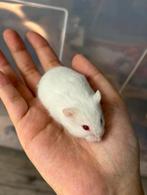 Laatste handtamme dwerghamster!, Dieren en Toebehoren, Knaagdieren, Meerdere dieren, Hamster, Na 1 juli 2024, Tam