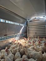 Vlees kippen, Dieren en Toebehoren, Pluimvee, Vrouwelijk, Kip