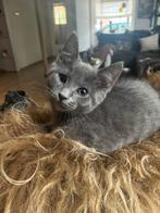 Lief katertje maine coon x heilige birmaan/europese korthaar, Dieren en Toebehoren, Katten en Kittens | Raskatten | Korthaar, Kater