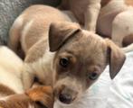 lieve en speelse Jack Russel pups, Dieren en Toebehoren, CDV (hondenziekte), 8 tot 15 weken, Meerdere, Meerdere dieren