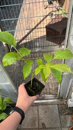 Walnootboom., Tuin en Terras, Planten | Bomen, Ophalen, Volle zon, Overige soorten