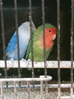 Prachtig bewezen koppel agapornis roseicollies lang bevederd, Dieren en Toebehoren, Meerdere dieren, Dwergpapegaai of Agapornis