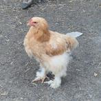 Cochin-Orpington, Dieren en Toebehoren, Pluimvee, Geslacht onbekend, Kip