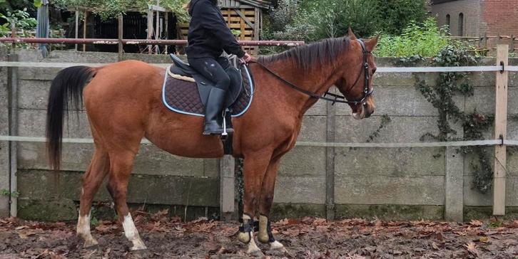 Kleuterrijden en pony les, Diensten en Vakmensen, Dieren | Paarden | Verzorging, Oppas en Les, Paardrijles of Ponykampen