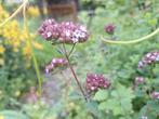 Oregano/ Wilde marjolein  (Origanum vulgare) stekje, Ophalen, Volle zon, Vaste plant, Kruiden