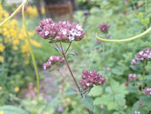 Oregano/ Wilde marjolein  (Origanum vulgare) stekje, Tuin en Terras, Planten | Tuinplanten, Vaste plant, Kruiden, Volle zon, Zomer