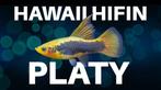 Jonge Hawaii HiFin Platys (Eigen kweek), Vis, Zoetwatervis